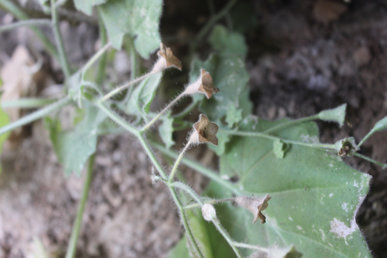 Plant Image